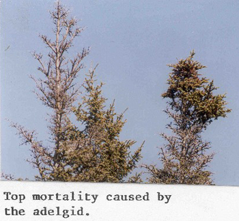 Top mortality caused by the adelgid.