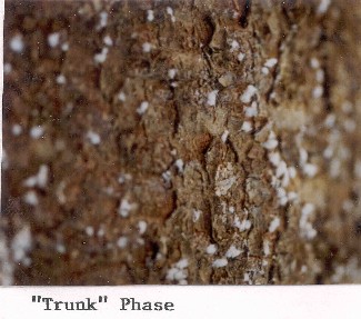 "Trunk" phase