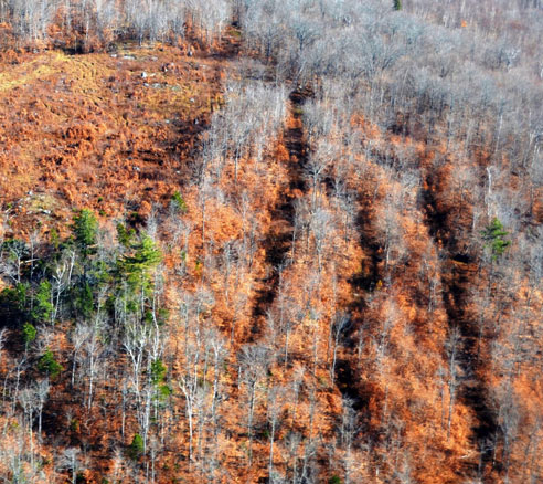 An aerial view of an area where beech bark disease had killed most of the larger-diameter beech trees