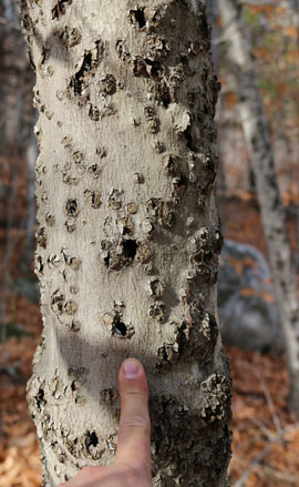 Beech bark disese callis formations on beech tree