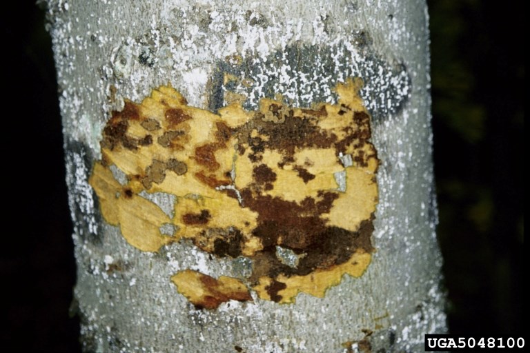 A beech tree with numerous spreading cankers with irregular borders caused by Neonectria spp. infection