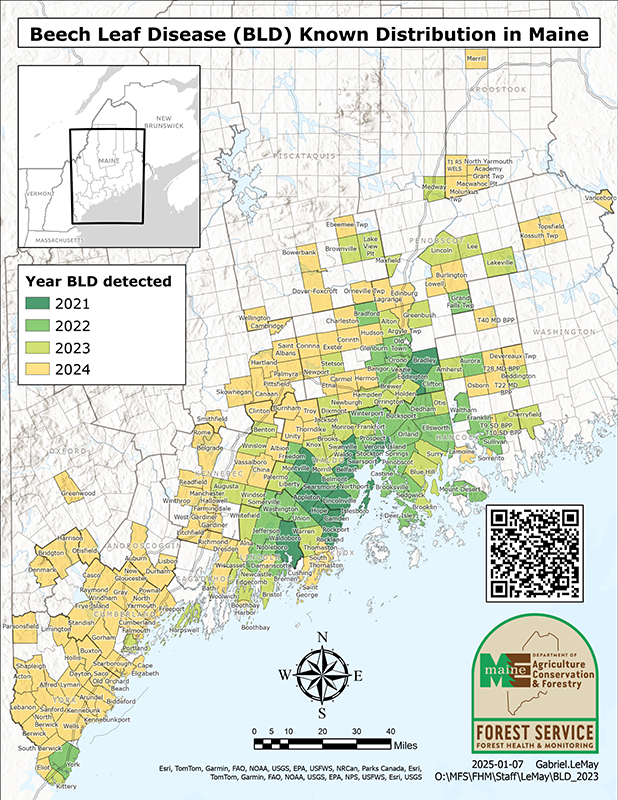 Beech Leaf Disease (BLD) Known Distribution in Maine: December 2023