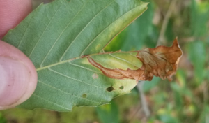 Beech leaf mining weevil larval damage  Photo: NRCan