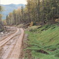 Logging road with seeded ditch.