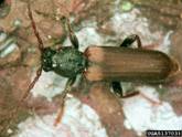 Brown spruce longhorn beetle, Tetropium fuscum  (Coleoptera: Cerambycidae).  Photo: Canadian Forest Service