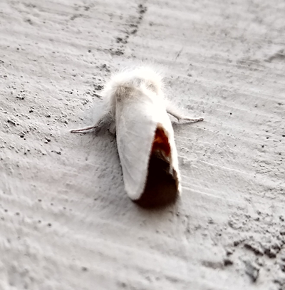 Adult browntail moth white with brown abdomen