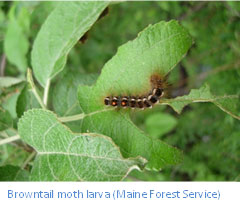 Browntail moth larva on leaf. (Maine Forest Service)