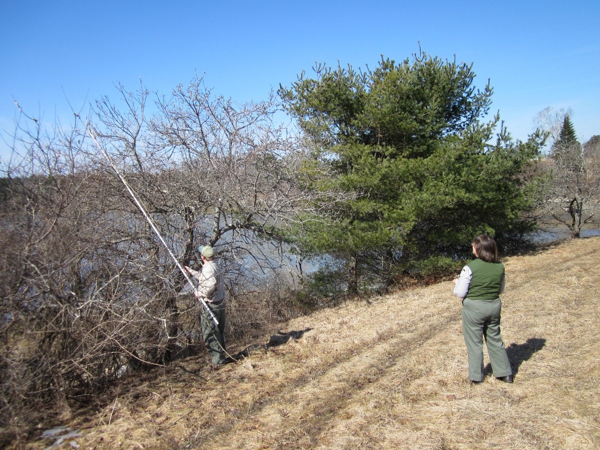 Pruning browntail moth webs.