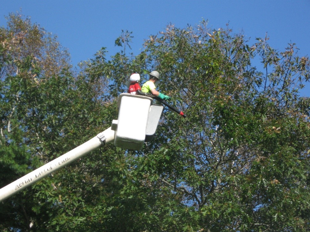 Arborist pruning browntail moth webs.