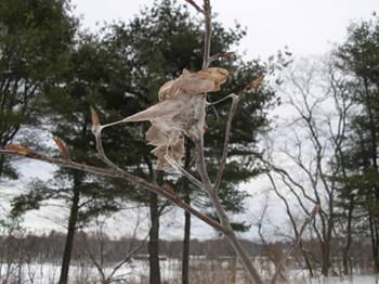 Winter web of browntail moth.  Photo: Maine Forest Service