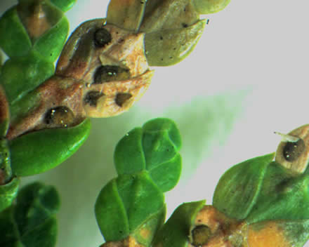 Close-up of Didymascella thujina apothecia erumpting fom northern white-cedar.  Photo: Maine Forest Service