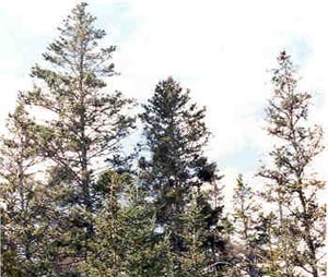 Coastal spruce, symptomatic of declining stand  health