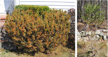 Deer browsed yew (left) and spruce (right). (Maine Forest Service)