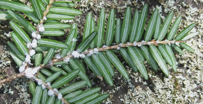 Developing hemlock woolly adelgid wool on the underside of hemlock (York, April).  Photo: MFS