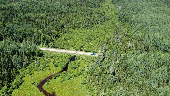 Image from MFS drone of woods, stream, and wood road.