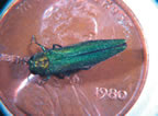 Adult Emerald Ash Borer, Photo: Howard Russell, MSU