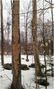 "Blonding" caused by increased woodpecker activity on these ash in Canterbury, NH alerted people to the presence of emerald ash borer. (NH DFL, http://t.co/Ng5RoplEaj).