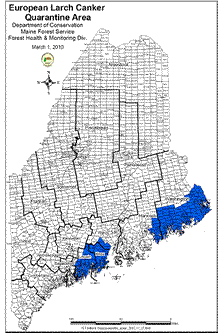 European Larch Canker Quarantine Area in Maine