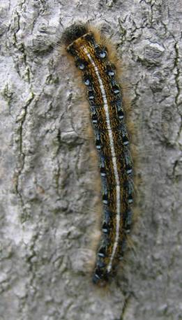 Eastern Tent Caterpillar