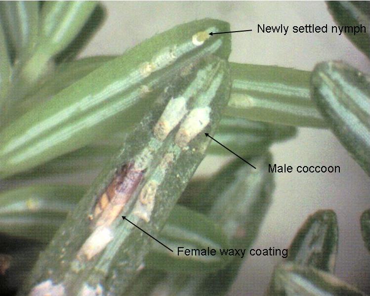 Elongate hemlock scale on hemlock.  Photo: MFS