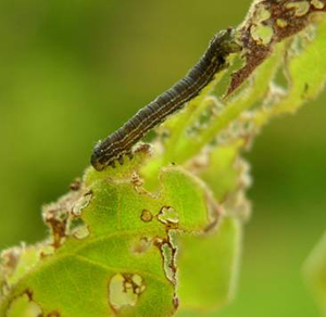 Fall Cankerworm Larva