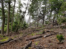 Spruce blowdown on Cushing Island