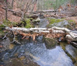 Forest stream with small logs across it.
