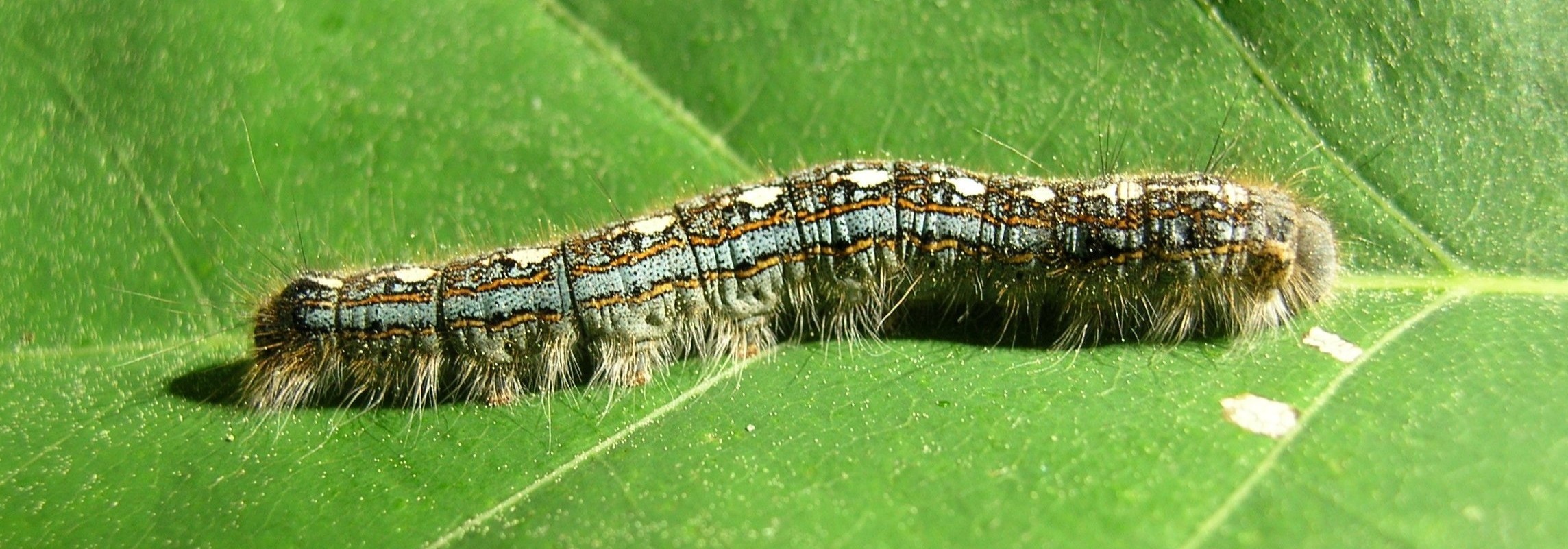 forest tent caterpillar on leaf