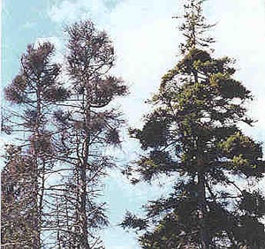 Heavily broomed dead (left) and surviving (right) coastal spruce infested by eastern dwarf mistletoe