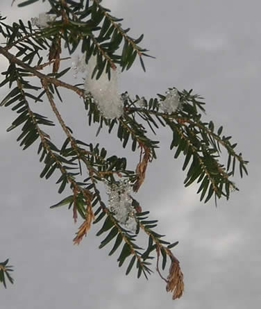 Hemlock foliage damaged by Sirococcus tsugae (Photo: Maine Forest Service)