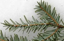 Hemlock Woolly Adelgid