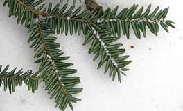 Adelgid wool on hemlock.  Photo: Maine Forest Service