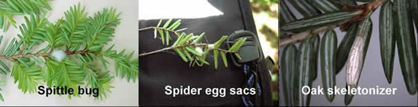 Some hemlock woolly adelgid look-alikes. Photo: USFS