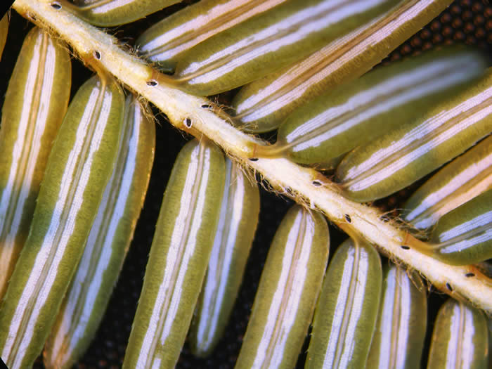 Settled hemlock woolly adelgid nymphs Photo: ME Dept. Agriculture