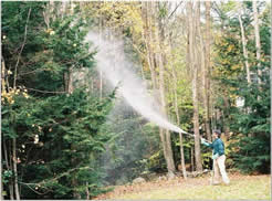 Chemical control of hemlock woolly adelgid in a residential area.  Photo: Maine Forest Service