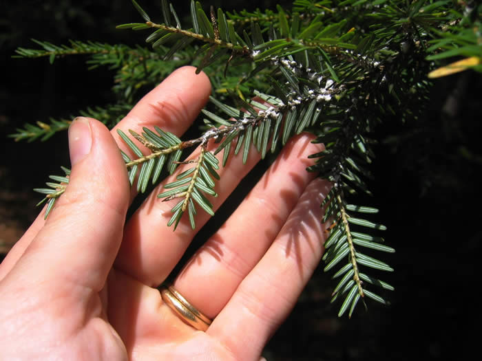 Hemlock woolly adelgid wool on hemlock twig, Kittery, ME