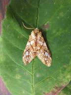 Adult hickory tussock moth.  Photo: Maine Forest Service