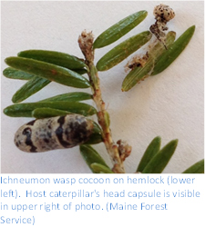 Ichneumon wasp cocoon on hemlock (lower left).  Host caterpillar's head capsule is visible in the upper right of photo. (Maine Forest Service)