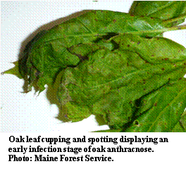 Oak leaf cupping and spotting displaying an early infection stage of oak anthracnose.  Photo: Maine Forest Service.