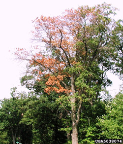 Oak Wilt Joe OBrien USFS Bugwood