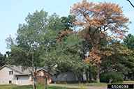 oak wilt on northern pin oak (Quercus ellipsoidalis ) - 5506098