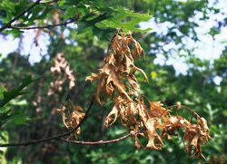 Oak Wilt Ronald F. Billings_bugwood