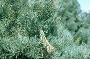 Pine shoot beetle damage photo: Dr. Cliff Sadof, Purdue University