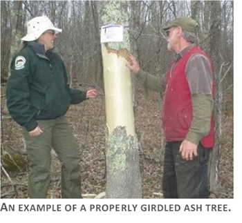 Example of properly girdled ash tree
