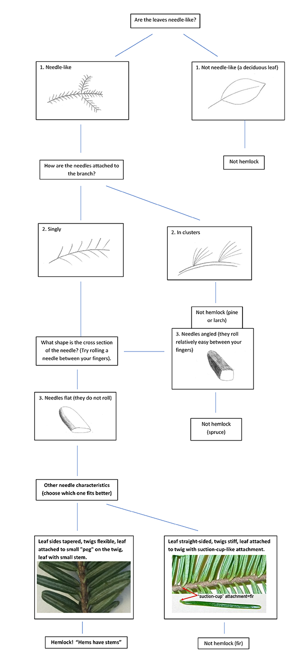 A Dichotomous Quick Key to Identify Hemlock