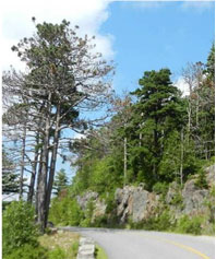 Sirococcus shoot blight damage on red pines. (Maine Forest Service)