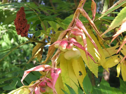 The sumac leaf gall aphid, Melaphis rhois, galls are largely inconsequential to plant health, but are an interesting biological curiosity. Pictured on smooth sumac, Rhus glabra. Photo: Maine Forest Service