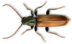 Brown spruce longhorn beetle adult, Photo CFIA