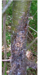 Blister rust canker on young white pine. (Maine Forest Service)