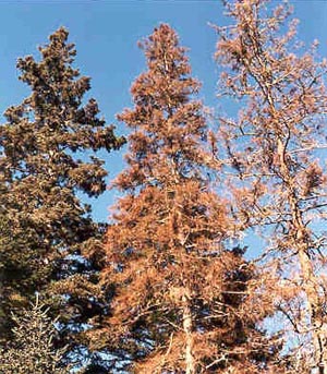 White spruce attacked by spruce beetle (l to r): newly attacked, dead one year, and dead two years